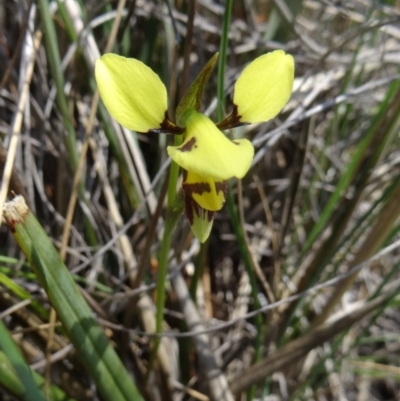 Diuris sulphurea (Tiger Orchid) at Black Mountain - 24 Oct 2015 by galah681