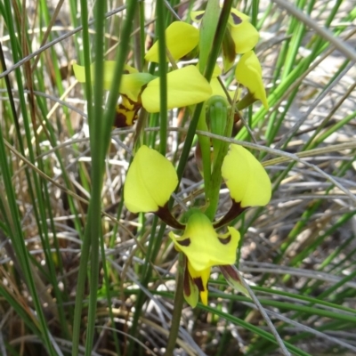 Diuris sulphurea (Tiger Orchid) at Black Mountain - 24 Oct 2015 by galah681