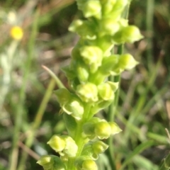 Microtis sp. (Onion Orchid) at Franklin, ACT - 3 Nov 2015 by RichardMilner