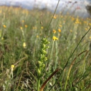 Microtis sp. at Franklin, ACT - suppressed