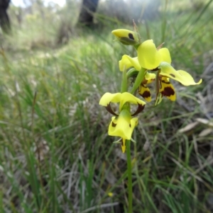 Diuris sulphurea at Canberra Central, ACT - suppressed