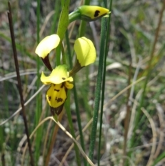Diuris sulphurea (Tiger Orchid) at Canberra Central, ACT - 24 Oct 2015 by galah681