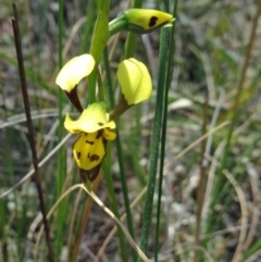 Diuris sulphurea (Tiger Orchid) at Black Mountain - 24 Oct 2015 by galah681