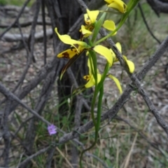 Diuris sulphurea (Tiger Orchid) at Black Mountain - 24 Oct 2015 by galah681