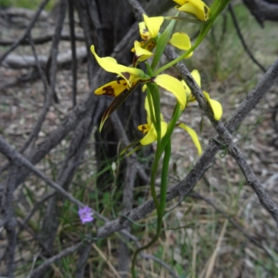 Diuris sulphurea (Tiger Orchid) at Canberra Central, ACT - 24 Oct 2015 by galah681