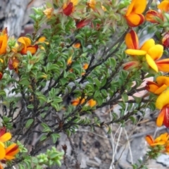 Pultenaea procumbens (Bush Pea) at Black Mountain - 23 Oct 2015 by galah681