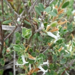 Brachyloma daphnoides (Daphne Heath) at Canberra Central, ACT - 23 Oct 2015 by galah681