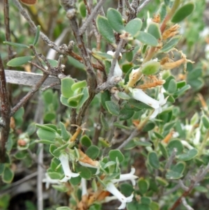 Brachyloma daphnoides at Canberra Central, ACT - 24 Oct 2015