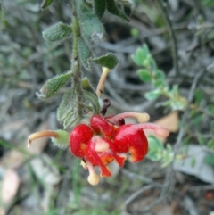 Grevillea alpina (Mountain Grevillea / Cat's Claws Grevillea) at Canberra Central, ACT - 24 Oct 2015 by galah681