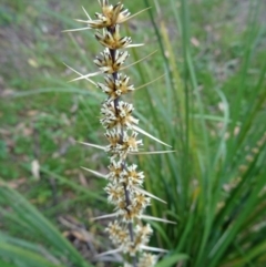 Lomandra longifolia (Spiny-headed Mat-rush, Honey Reed) at Canberra Central, ACT - 24 Oct 2015 by galah681