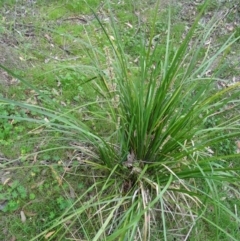 Lomandra longifolia at Canberra Central, ACT - 24 Oct 2015 10:37 AM