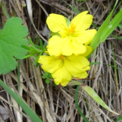 Hibbertia calycina (Lesser Guinea-flower) at Black Mountain - 23 Oct 2015 by galah681