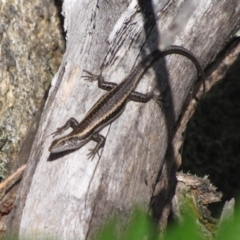 Pseudemoia spenceri (Spencer's Skink) at Winifred, NSW - 3 Mar 2015 by GeoffRobertson