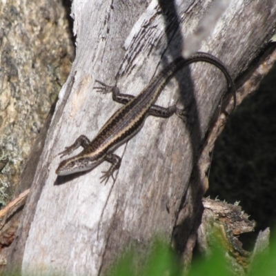 Pseudemoia spenceri (Spencer's Skink) at Winifred, NSW - 4 Mar 2015 by GeoffRobertson