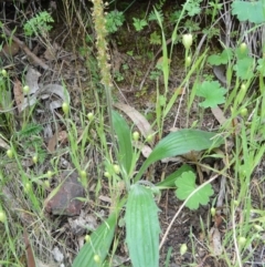 Plantago varia (Native Plaintain) at Black Mountain - 23 Oct 2015 by galah681