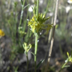 Pimelea curviflora var. sericea (Curved Riceflower) at Mount Ainslie - 3 Nov 2015 by SilkeSma