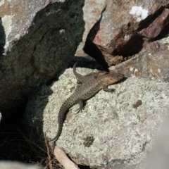 Egernia cunninghami (Cunningham's Skink) at Red Hill Nature Reserve - 17 Sep 2015 by roymcd