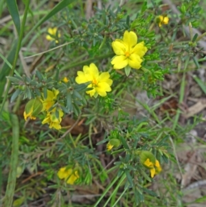 Hibbertia calycina at Canberra Central, ACT - 24 Oct 2015