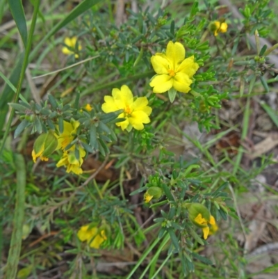 Hibbertia calycina (Lesser Guinea-flower) at Canberra Central, ACT - 23 Oct 2015 by galah681