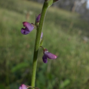 Oxytes brachypoda at Majura, ACT - 3 Nov 2015 04:54 PM