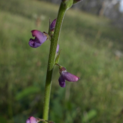 Oxytes brachypoda (Large Tick-trefoil) at Mount Ainslie - 3 Nov 2015 by SilkeSma