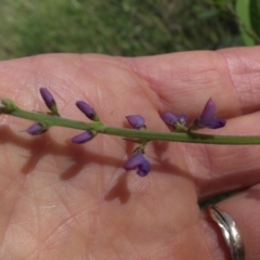 Oxytes brachypoda at Majura, ACT - 3 Nov 2015 04:54 PM