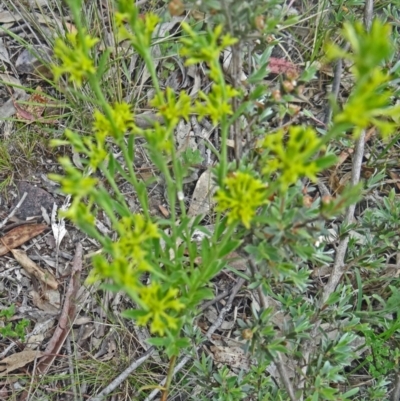 Pimelea curviflora (Curved Rice-flower) at Canberra Central, ACT - 24 Oct 2015 by galah681