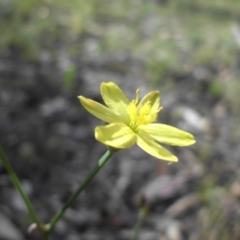 Tricoryne elatior (Yellow Rush Lily) at Campbell, ACT - 3 Nov 2015 by SilkeSma