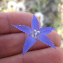 Wahlenbergia luteola (Yellowish Bluebell) at Mount Ainslie - 3 Nov 2015 by SilkeSma