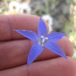 Wahlenbergia luteola at Campbell, ACT - 3 Nov 2015 05:07 PM