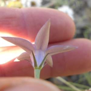 Wahlenbergia luteola at Campbell, ACT - 3 Nov 2015 05:07 PM