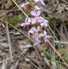 Stylidium graminifolium (Grass Triggerplant) at Black Mountain - 23 Oct 2015 by galah681