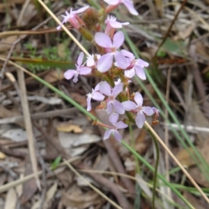 Stylidium graminifolium at Canberra Central, ACT - 24 Oct 2015