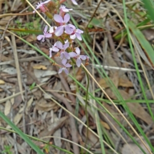 Stylidium graminifolium at Canberra Central, ACT - 24 Oct 2015