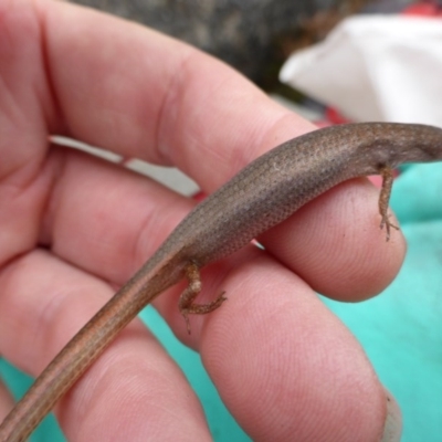 Saproscincus mustelinus (Weasel Skink) at Winifred, NSW - 20 Dec 2013 by GeoffRobertson