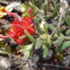 Grevillea alpina (Mountain Grevillea / Cat's Claws Grevillea) at Point 14 - 24 Oct 2015 by galah681