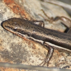 Morethia boulengeri (Boulenger's Skink) at Red Hill, ACT - 1 Nov 2015 by roymcd