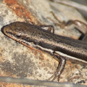 Morethia boulengeri at Red Hill, ACT - 1 Nov 2015 03:54 PM