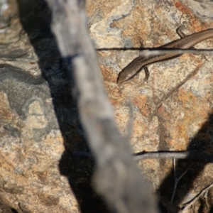 Morethia boulengeri at Red Hill, ACT - 1 Nov 2015 03:54 PM