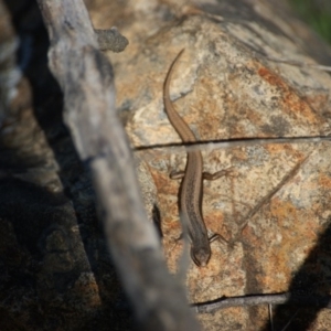 Morethia boulengeri at Red Hill, ACT - 1 Nov 2015