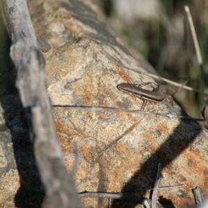 Morethia boulengeri at Red Hill, ACT - 1 Nov 2015 03:54 PM