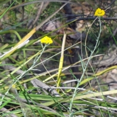 Chrysocephalum semipapposum (Clustered Everlasting) at Black Mountain - 24 Oct 2015 by galah681