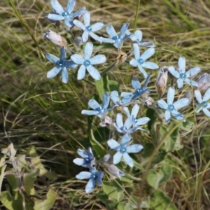 Oxypetalum coeruleum at Garran, ACT - 3 Nov 2015