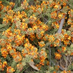 Pultenaea procumbens (Bush Pea) at Red Hill Nature Reserve - 13 Oct 2015 by roymcd