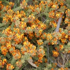 Pultenaea procumbens (Bush Pea) at Garran, ACT - 13 Oct 2015 by roymcd