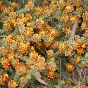 Pultenaea procumbens at Garran, ACT - 13 Oct 2015 02:10 PM