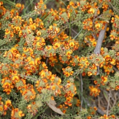 Pultenaea procumbens (Bush Pea) at Garran, ACT - 13 Oct 2015 by roymcd