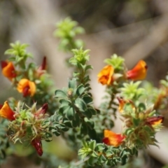 Pultenaea procumbens at Garran, ACT - 13 Oct 2015 02:10 PM