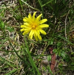 Microseris lanceolata at Black Mountain - 24 Oct 2015 by galah681