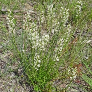 Stackhousia monogyna at Canberra Central, ACT - 24 Oct 2015